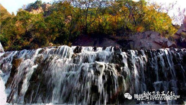 全市首例涉危害国家重点保护植物“金毛狗蕨”案宣判!