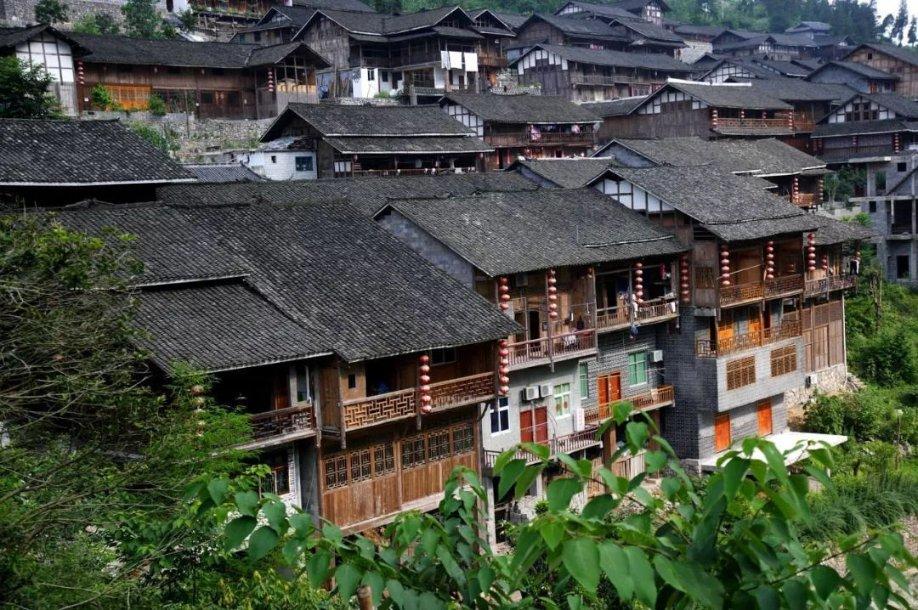 养鸽子别顺其自然